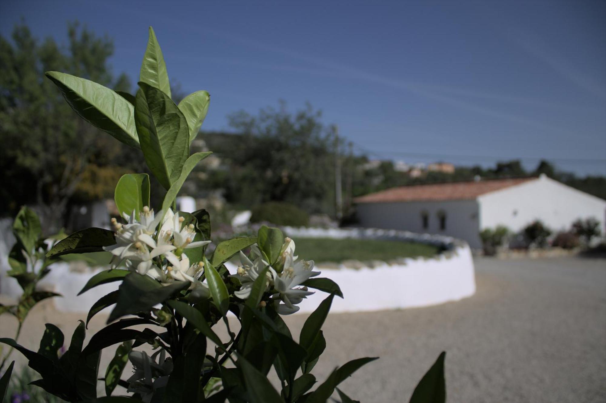 Suite Swimming Pool Quinta Da Eira 140 Years Old ローレ エクステリア 写真